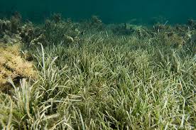 Image result for Cymodoceaceae