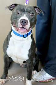 Adopt Ramsey Foster On Petfinder Terrier Mix Dogs Dogs Terrier Mix
