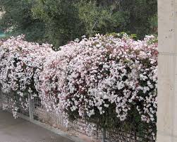 Image result for Jasminum pauciflorum