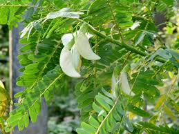 Image result for Craibia grandiflora