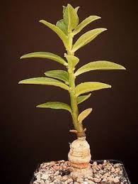 Image result for Monadenium torrei