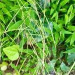 Image result for Arthraxon hispidus