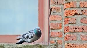 Comment Faire Fuir Les Pigeons Cote Maison