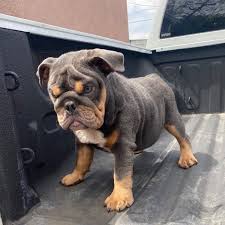 Baja Bulldogs On Instagram Fullsuit Blue Tri Male 4 Months Old Is Now Available Great Opportunity Quality Color English Bulldog Dog Bulldog Cute Dogs