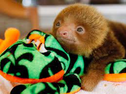 These creatures are listed as vulnerable since. 14 Animals That Are Surprisingly Legal To Own As Pets In The Us