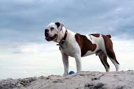 Metal dining room table and chairs victorian bulldog vs english bulldog. Victorian Bulldog Info Temperament Training Diet Puppies Pictures