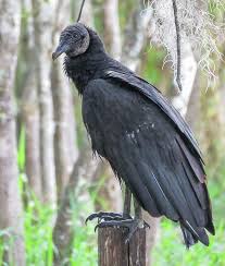 Birds Of A Feather 2020 Pin By J Miller On Birds Of A Feather In 2020 Most Beautiful Birds Bird Photography Beautiful Birds