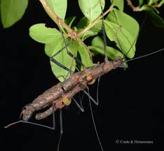 Image result for Pseudobersama