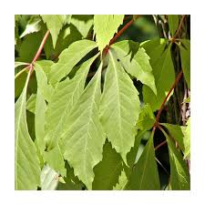 Image result for Parthenocissus quinquefolia