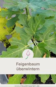 Feigenbaum Im Topf Und Garten Uberwintern Feigenbaum Pflanzen Feigenbaum Pflanzen