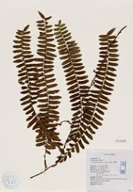 Image result for Arthropteris palisotii