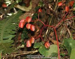 We did not find results for: Photo Of The Seed Pods Or Heads Of Begonia Begonia Concinna Posted By Bonitin Garden Org