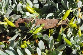 Image result for Landolphia glabra