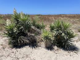 Image result for Yucca gigantea