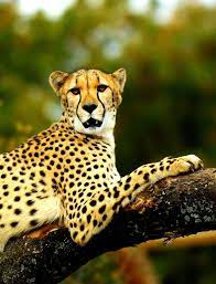 Cheetah Paw On Tree A Photo On Flickriver Great Cat Tiger Images Wild Cats