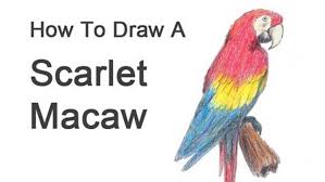 In the same way the wood is drew as a brown solid color, and the grass is an area of compact green. How To Draw Animals 50 Free Tutorial Videos To Help You Learn Step By Step