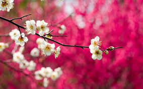 Maybe you would like to learn more about one of these? Spring Pink Tree Beauty Nature Flower Beautiful Wallpapers Hd Desktop And Mobile Backgrounds