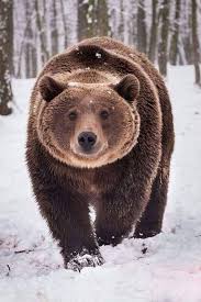 Bear Walking In Snow Bear Walking In Snow Bear Cinema Documentaries Film Independentfilms Snow Walking 2020 Kahverengi Ayi Boz Ayi Cok Sirin Hayvanlar