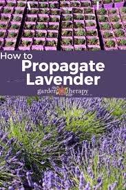 Image result for lavender cuttings