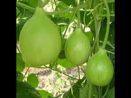 283 How To Grow Bottle Gourd Loki Ghiya Summer Vegetable Hindi Urdu 7 2 17 Youtube