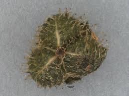 Image result for Grona barbata