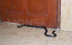 Kumparancom:untuk mengatasi agar kobra tidak masuk rumah, ada beberapa cara yang bisa dilakukan, gaes. Cara Mencegah Ular Masuk Rumah Dengan Kapur Barus Monstutor Com