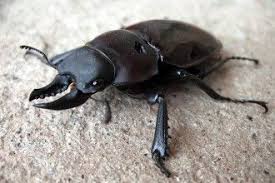 Black Beetle Bug In House Pin By Skylar On Childhood Black Beetle Beetle Bug Green Beetle