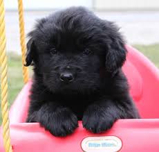 Lancaster puppies advertises puppies for sale in pa, as well as ohio, indiana, new york and other states. Recently Adopted Newforu