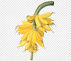platano png images pngegg platano png images pngegg