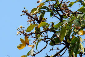 Image result for Xylia torreana