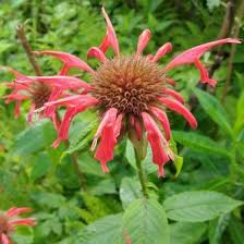 Image result for Monarda didyma