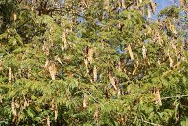 Image result for Acacia ataxacantha