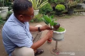 Berbagai artikel mengenai gambar tanaman bonsai dan taman lain nya juga dapat lo cari dan temukan. Raih Omzet Jutaan Rupiah Dari Bonsai Kelapa Antara News Aceh