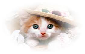 Tubes Chats Page 2 Le Jardin Des Tubes Le Jardin Kittens Tube