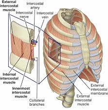 Target your rib muscles with specific exercises. Intercostal Muscle Strain Causes Symptoms Diagnosis Treatment Prognosis