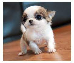 They are 10 week old. Teacup Puppies May Be Tiny But The Responsibility Of Owning One Is Anything But Teacup Chihuahua Puppies Puppies Chihuahua Puppies