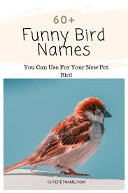 60 Funny Bird Names You Can Use For Your New Pet Bird 2019 Cute Pet Name Cute Pet Names Pet Names Funny Birds