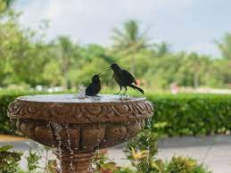 Maybe you would like to learn more about one of these? Best Solar Birdbath Fountain