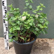 Image result for Tristellateia africana