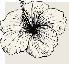 Hibiscus Flower Fleur D Hibiscus Hibiscus Flower Delicateflowersdrawing F Flowers Drawing Tato In 2020 Hibiscus Doodle Art Flowers Hibiscus Flower Drawing