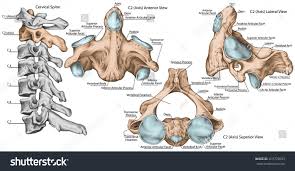 Maybe you would like to learn more about one of these? Didactic Board Cervical Spine Vertebral Royalty Free Stock Photo 415778593 Avopix Com