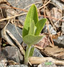 This milkweed will colonize disturbed areas and is considered a weed. Asclepias Syriaca Common Milkweed For Monarch Caterpillars