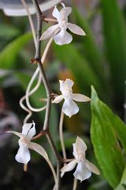 Image result for Aerangis kotschyana