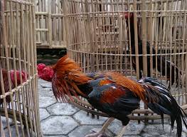 Kecerdikan ayam bangkok dalam bertarung inilah banyak penghpbi ayam aduan yang fanatik , sehingga mereka meyakini merupakan ayam dengan postur tinggi nan atletis dengan ukuran tinggi hingga 75 cm untuk ukuran ayam. Standar Kandang Umbaran Bagi Ayam Aduan Sabung Ayam