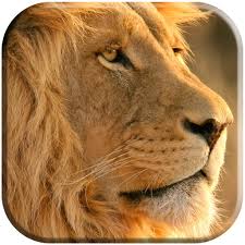 These wallpapers are made especially for lion lovers ! Lion Live Wallpaper Apps Bei Google Play