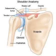 Shoulder anatomy is an elegant piece of machinery having the greatest range of motion of any joint in the body. Rotator Cuff Injury What You Need To Know