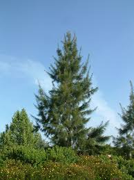 Image result for Casuarina verticillata