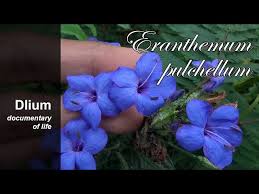 Image result for Eranthemum pulchellum