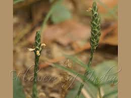 Image result for Elytraria