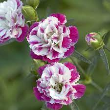 Dianthus Pink Heaven Dianthus Flowers Garden Flower Beds Pretty Flowers